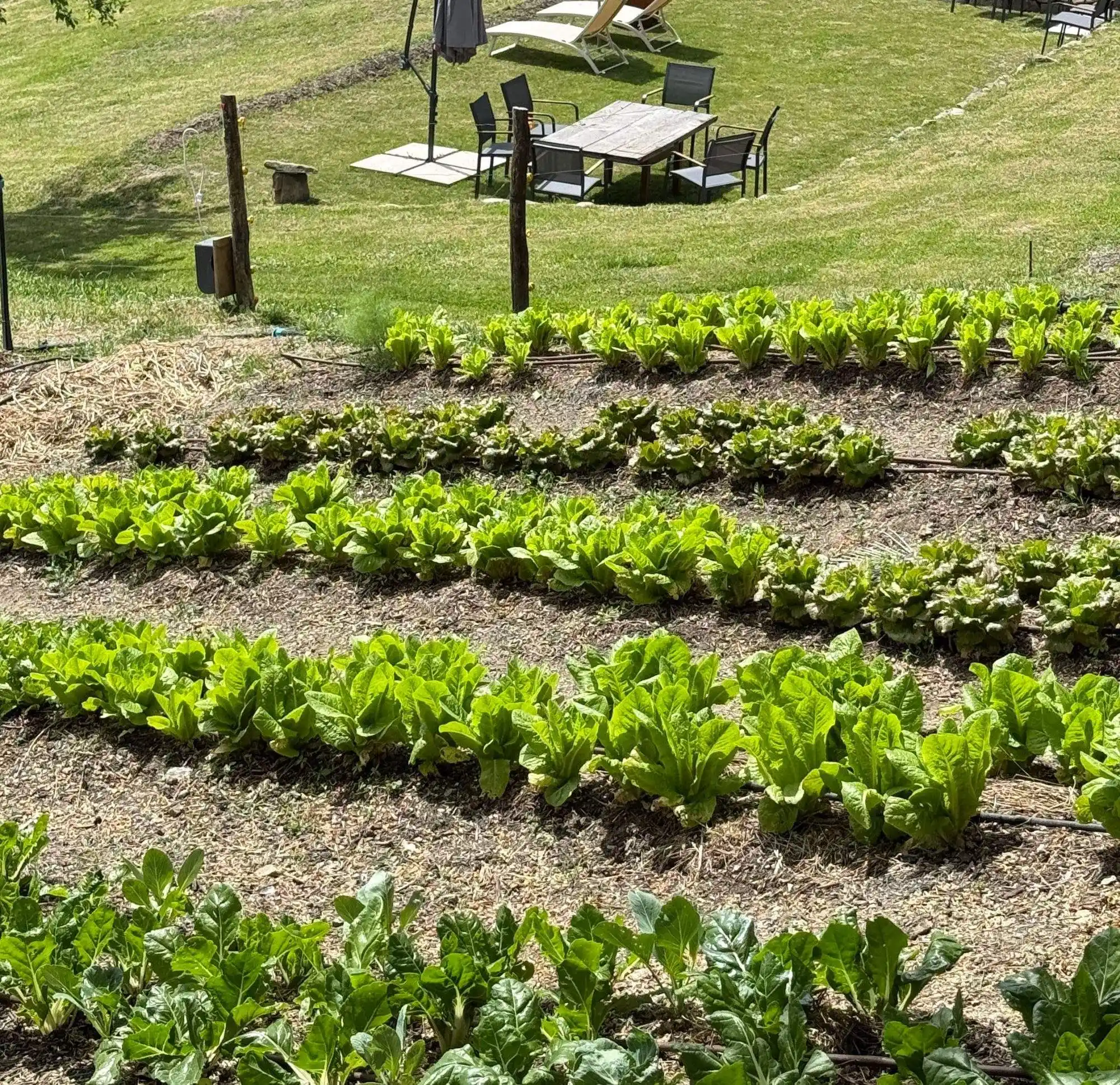 Organic farm-to-table dining at Il Vigno agriturismo, Tuscany