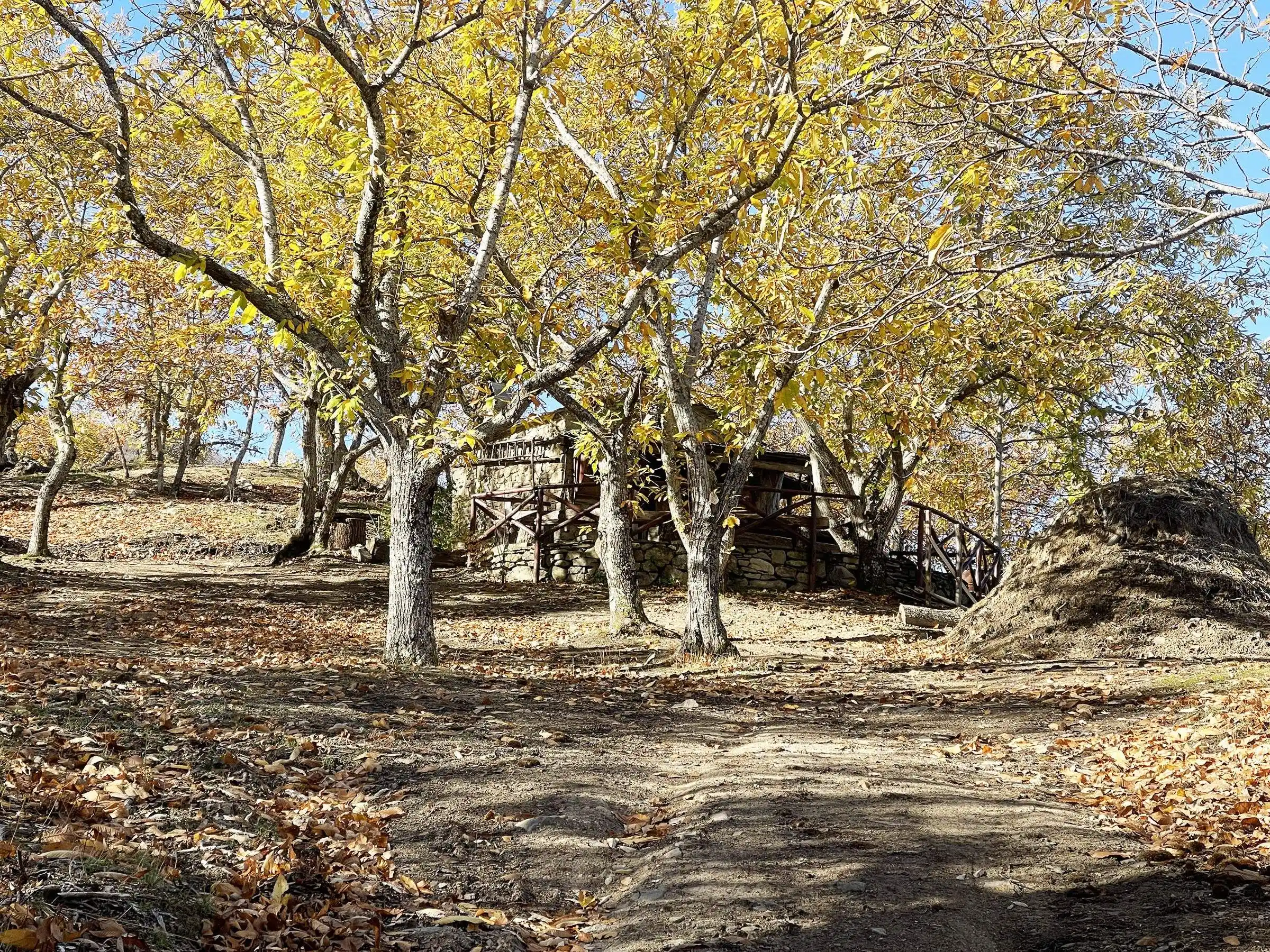 Hiking through chestnut forests near Il Vigno agriturismo, eastern Tuscany