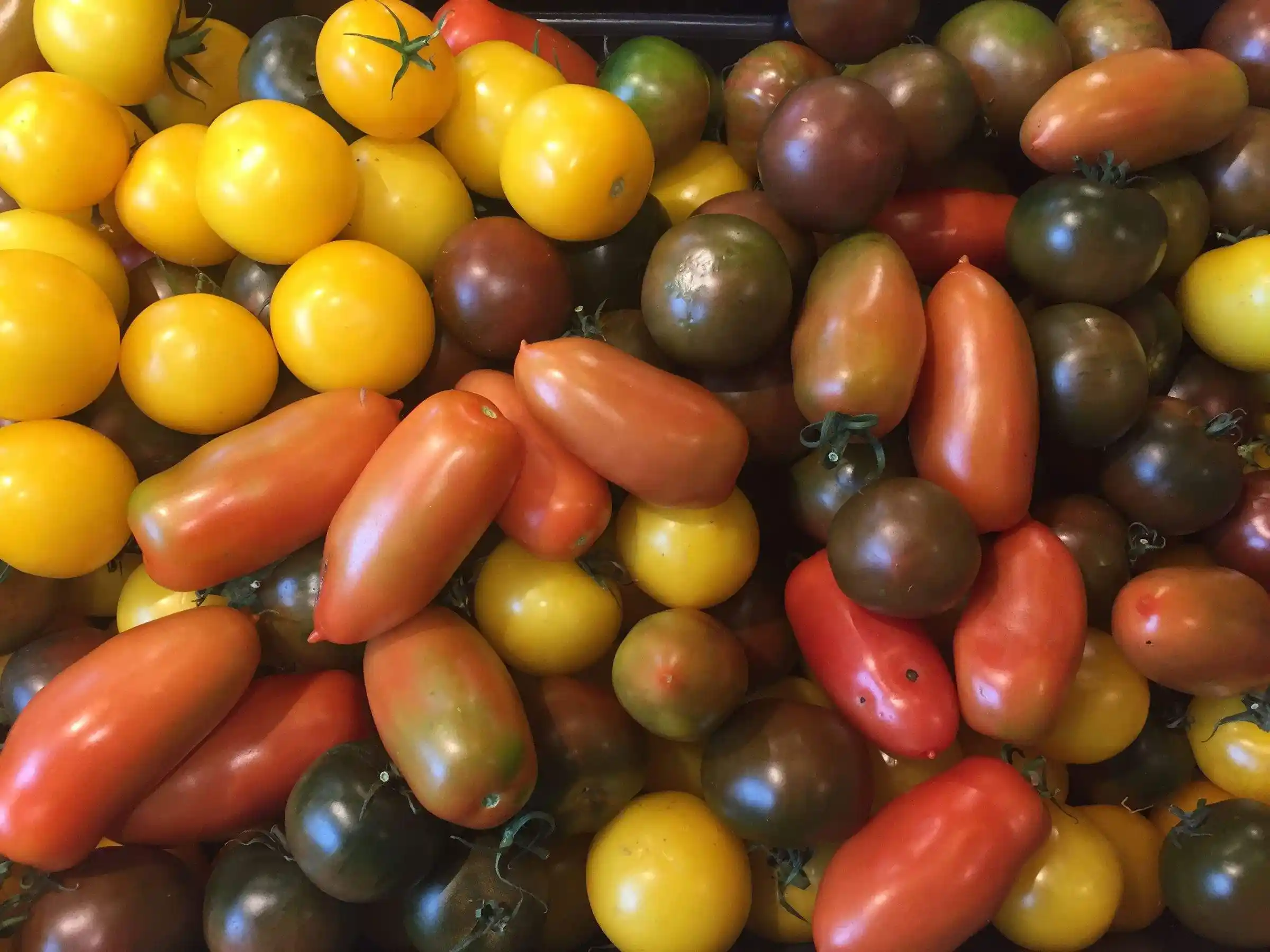 Organic farm-to-table food at Il Vigno agriturismo, Tuscany